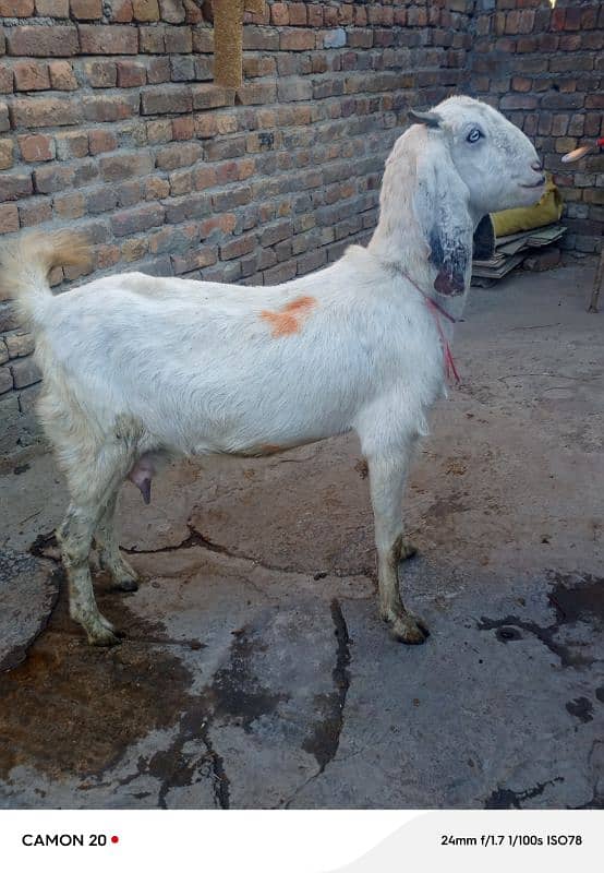 rajanpuri Bakri do bache for sale 0