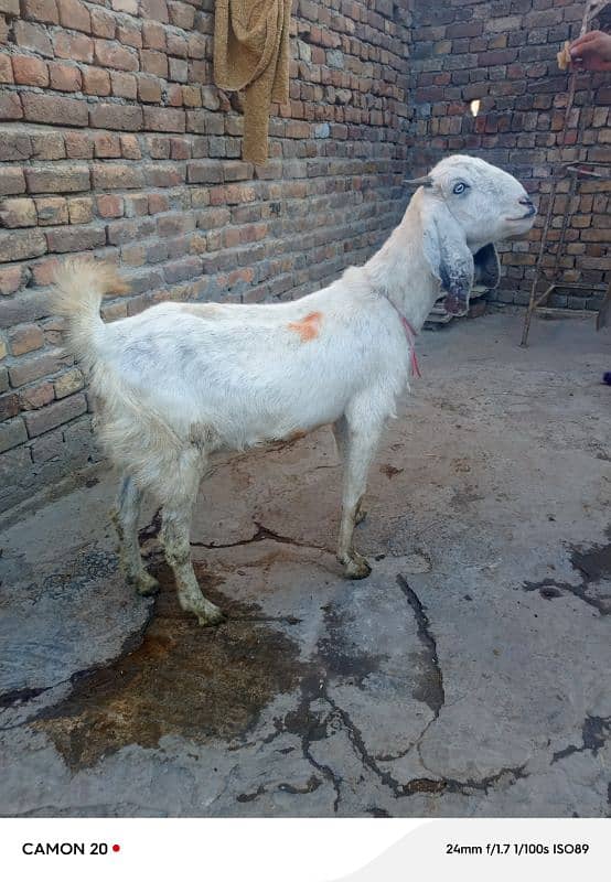 rajanpuri Bakri do bache for sale 1