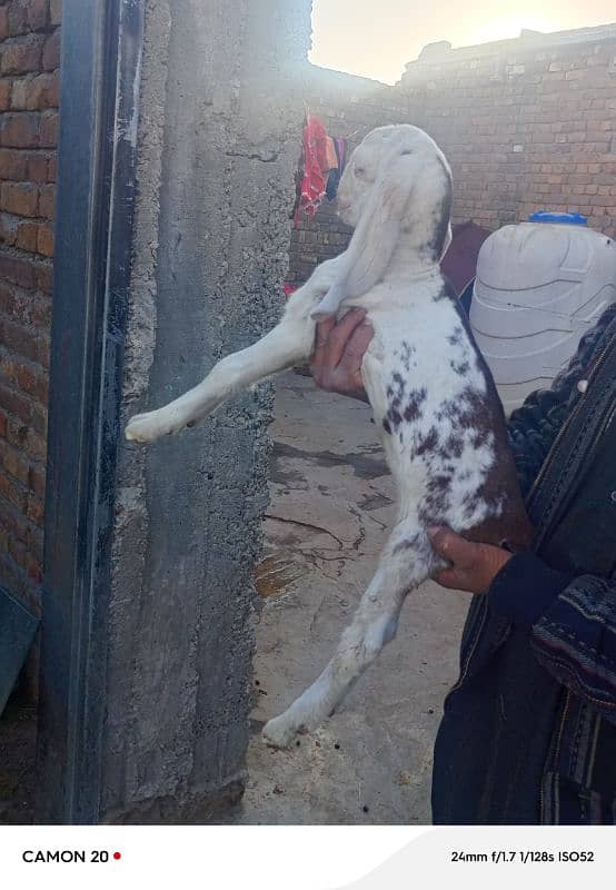 rajanpuri Bakri do bache for sale 3