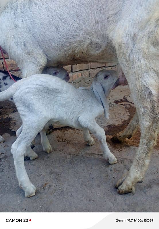 rajanpuri Bakri do bache for sale 5