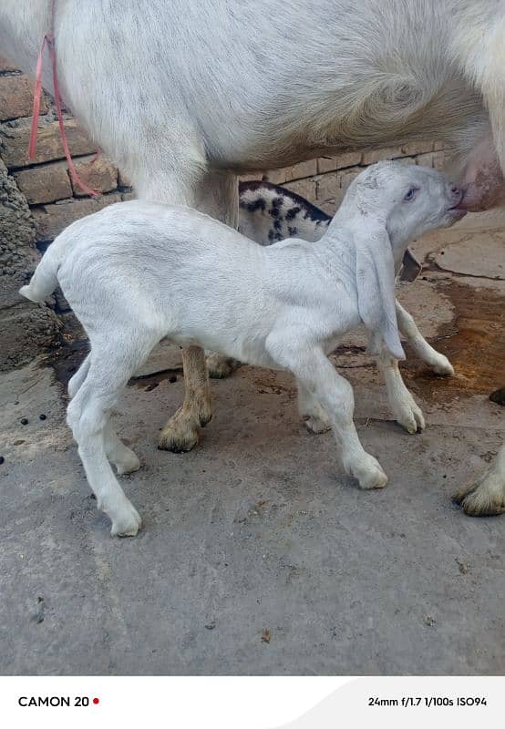 rajanpuri Bakri do bache for sale 6