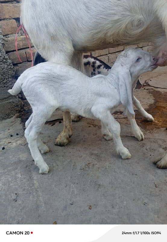 rajanpuri Bakri do bache for sale 7