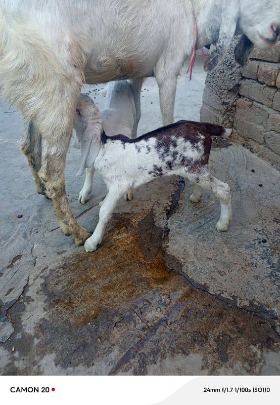 rajanpuri Bakri do bache for sale 8