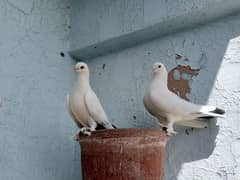 lakka/fantail pigeon full breeding pair 3000pkr, new pair 1500pkr