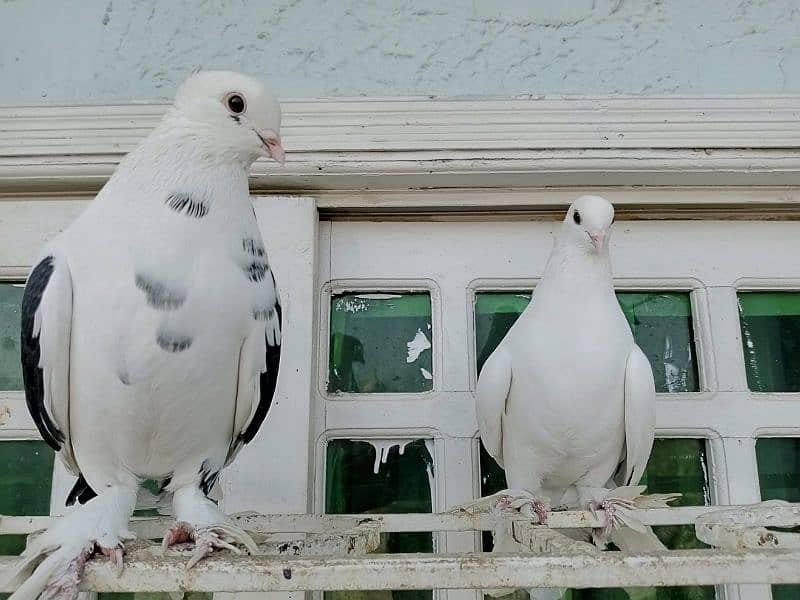 lakka/fantail pigeon full breeding pair 3000pkr, new pair 1500pkr 1