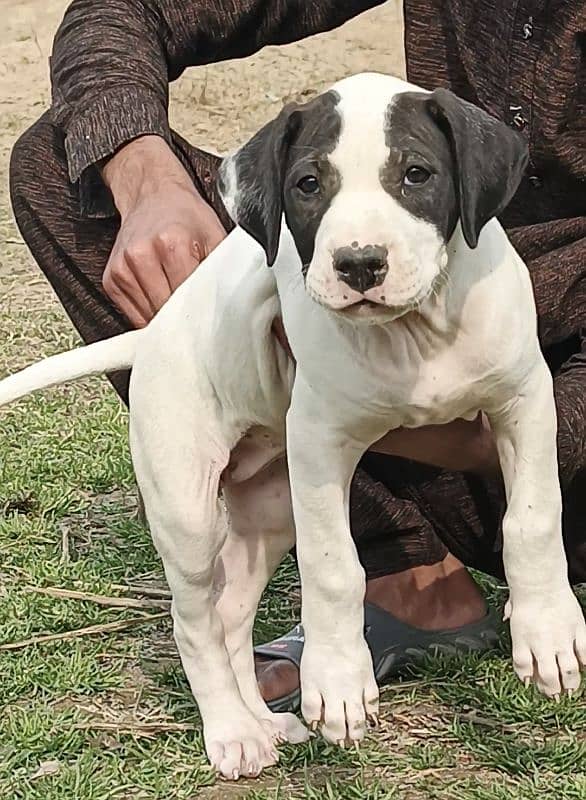 bully female top quality bludline for sale 1