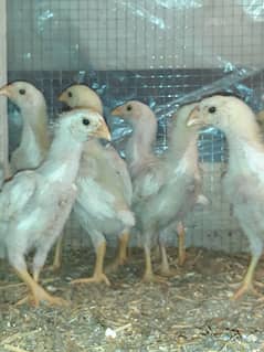 white shamo chiks for sale