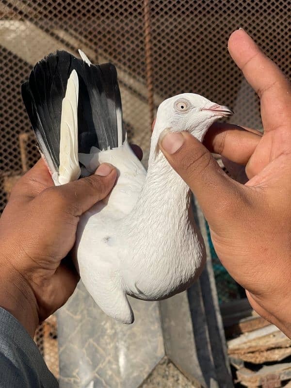 kaldume shahranpuri female or wheshi katakash jora 0