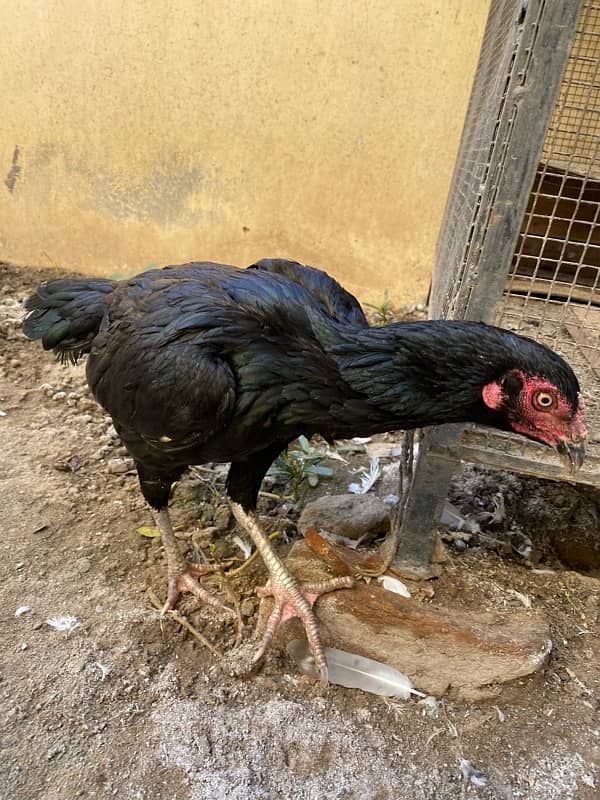 18 Months Hen ASEEL Mianwali For sale 1