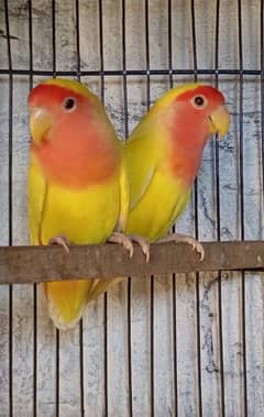 Lovebirds and cage for sale