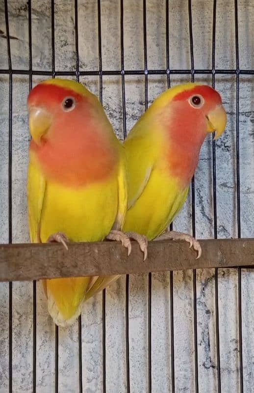 Letino Lovebirds 100% Breeder pairs Available 1