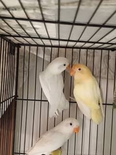 Creamino , Albino Red Eye , Albino Split Ino, Blue Pastel Split Ino