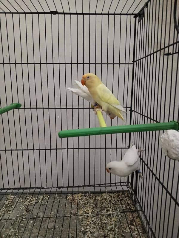 Creamino , Albino Red Eye , Albino Split Ino, Blue Pastel Split Ino 6