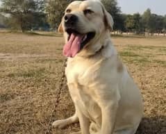 Labrador Dog Available For Stud Mating