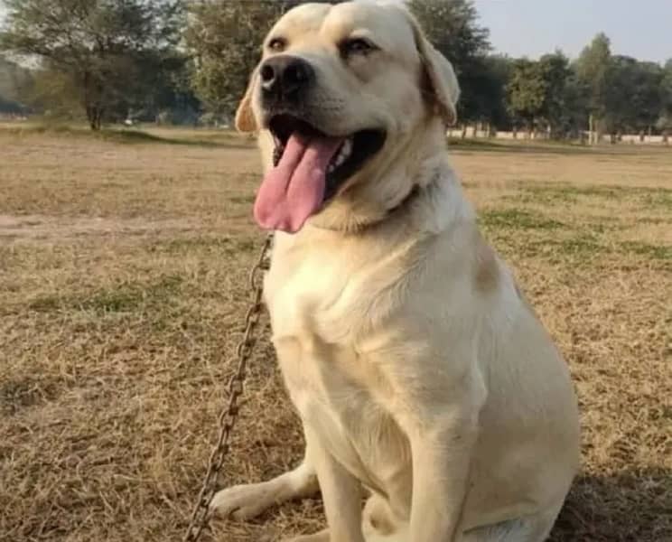 Labrador Dog Available For Stud Mating 0