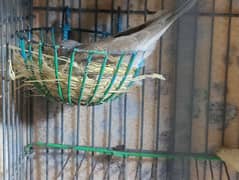 Dove 2 Pair With Cage  For Sale Urgently