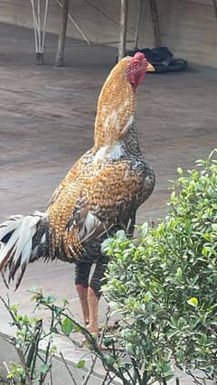 Aseel Sindhi Coco breed