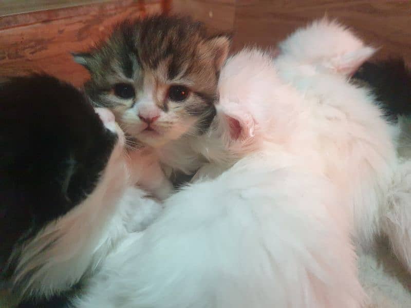 Adoption Triple Coated Persian Kittens Male Femal Long fur 03332540881 6