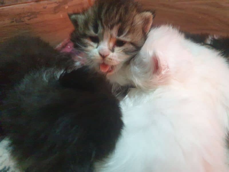 Adoption Triple Coated Persian Kittens Male Femal Long fur 03332540881 7