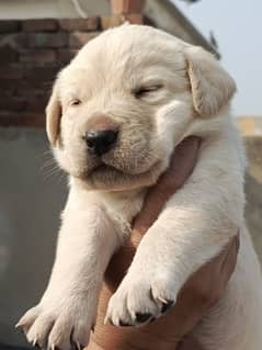 British Labrador Puppies Up for Sale