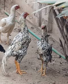 shamo pair for sale