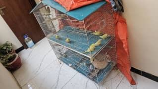 Australian Budgies with Cage for sale