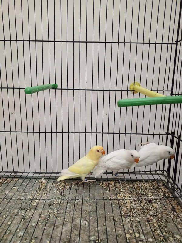 Creamino , Albino Red Eye , Albino Split Ino, Blue Pastel Split Ino 5