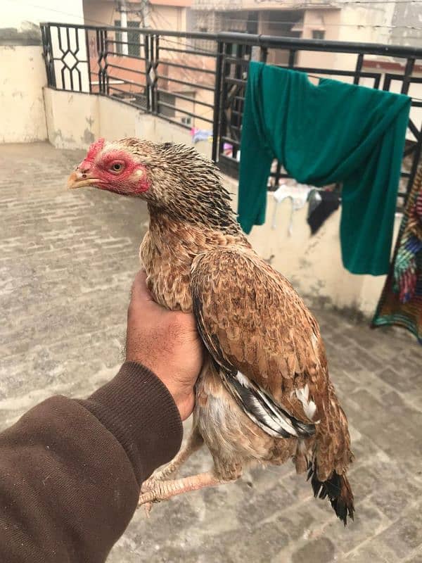 Mianwali amroha cross egg lying female 1