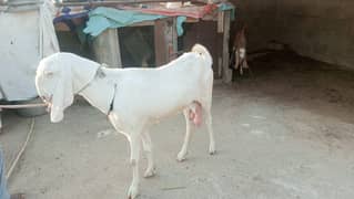 Rajanpuri Goat Full Active (Khali hai) Danton mai Pori hai