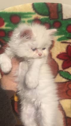 Persian kittens for sale male female both available