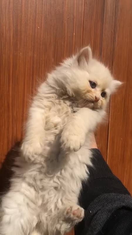 Persian kittens for sale male female both available 1