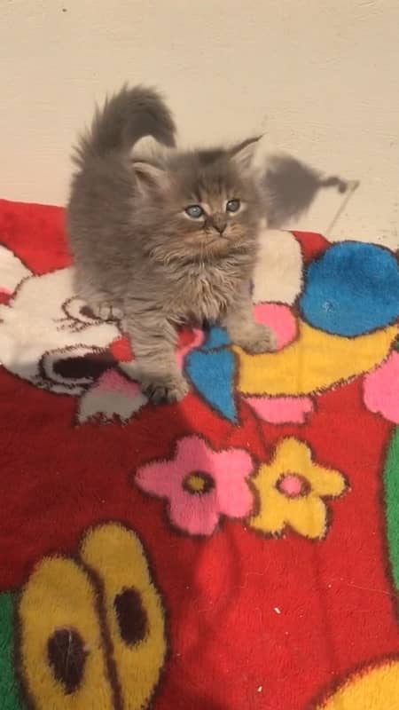 Persian kittens for sale male female both available 2