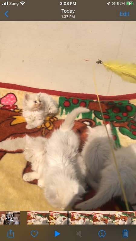 Persian kittens for sale male female both available 3