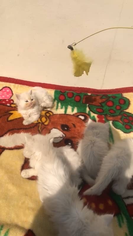 Persian kittens for sale male female both available 4