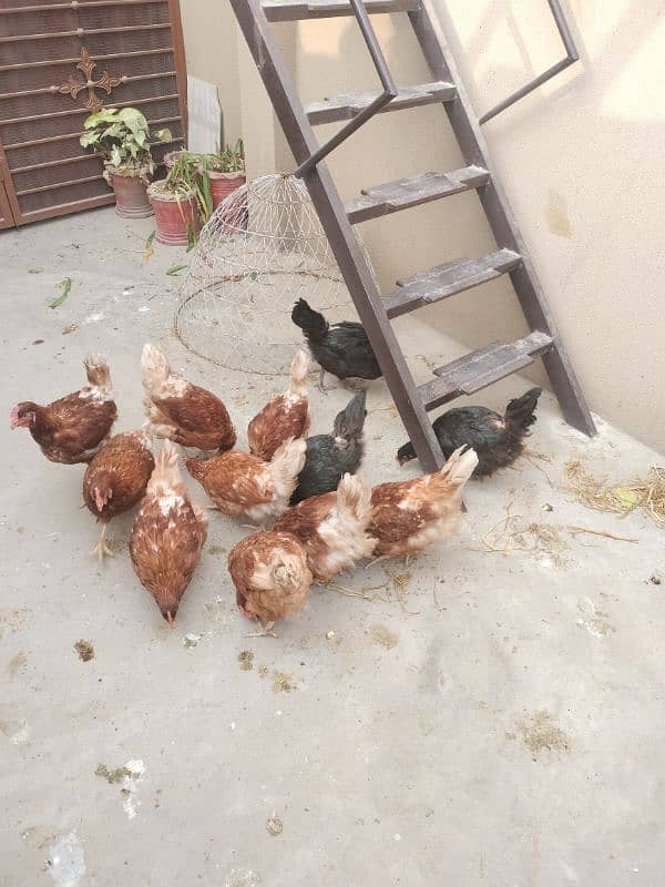 Egg laying hens 1