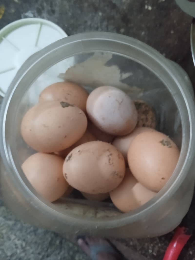 OH SHAMO | GERMAN SHAMO| FERTILE EGGS| SHAMO CHICKS | SHAMO  7