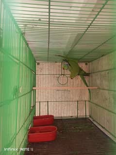 Ringneck Breeder Pair fo sale