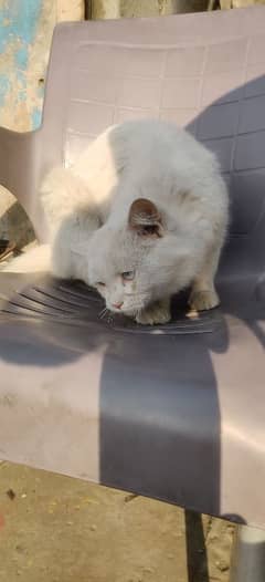 Persian white male cat