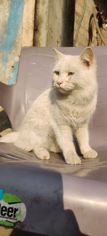 Persian white male cat 1