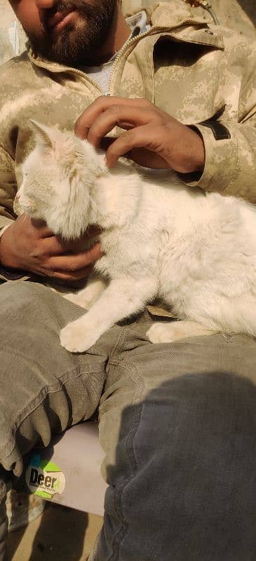 Persian white male cat 3