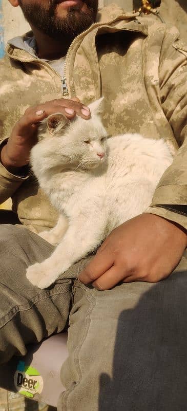 Persian white male cat 4