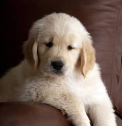 goldwe retriever puppy for sale