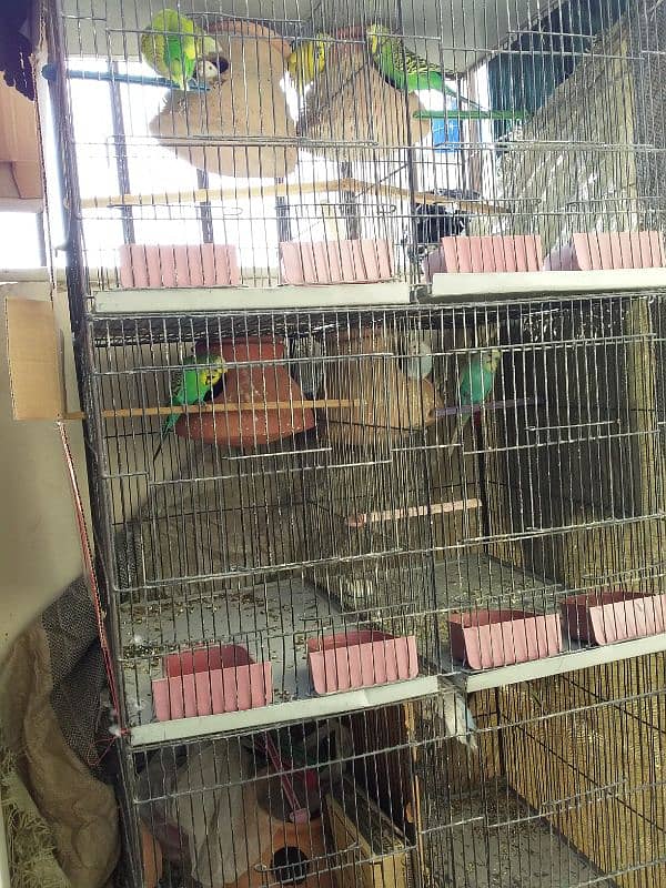 6portion cage for sale 3