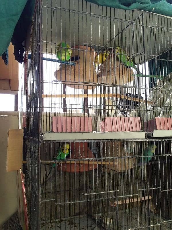 6portion cage for sale 4