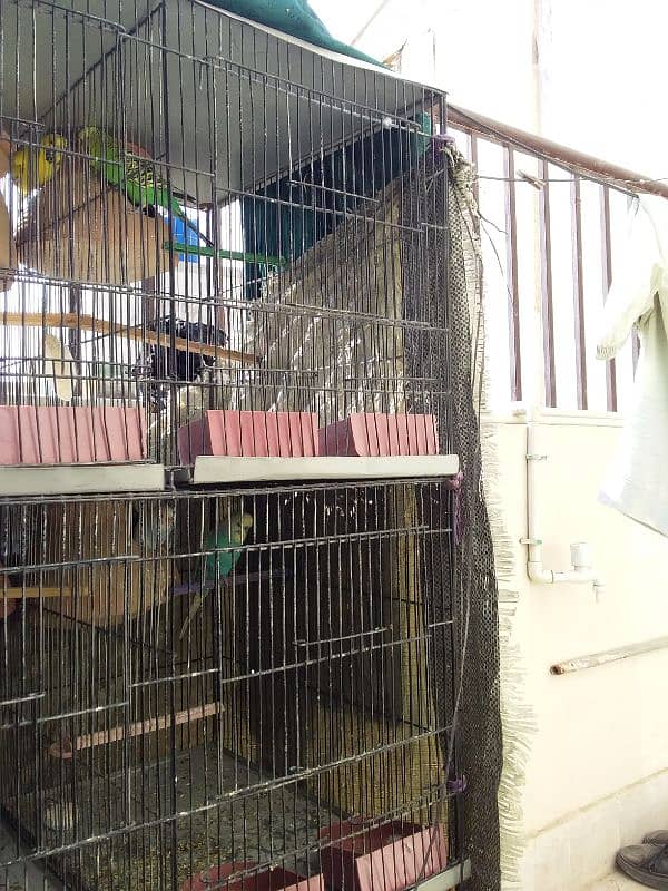 6portion cage for sale 5