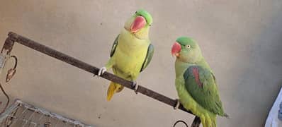 Raw Alexander Parrots Pair