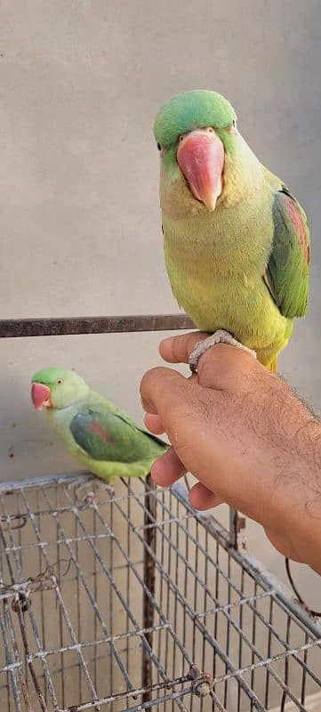 Raw Alexander Parrots Pair 1