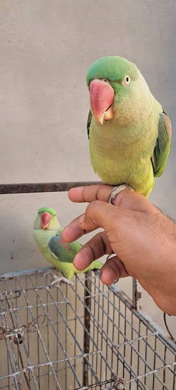 Raw Alexander Parrots Pair 2