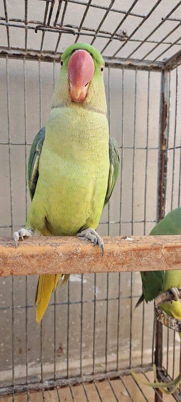 Raw Alexander Parrots Pair 3