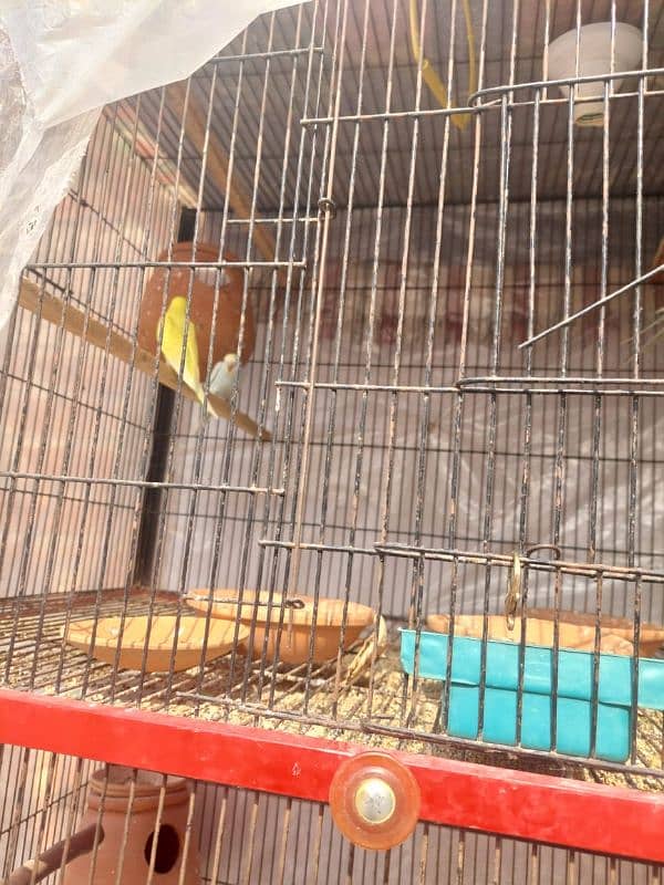 Parrot Cage 2 portion hain 1